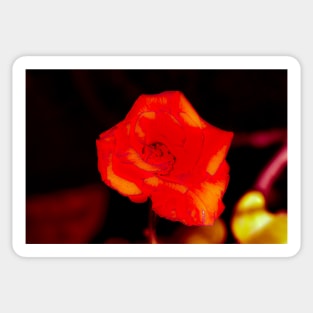 Orange rose blossom with yellow parts Sticker